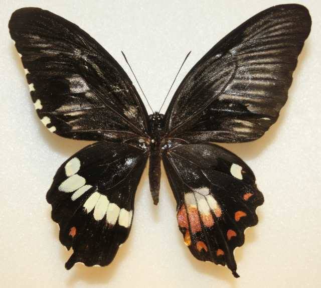 Papilio polytes (gynandromorph philippines) (Internet Image property of respective owner, non-commercial use only)